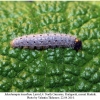 musch tessellum larva4